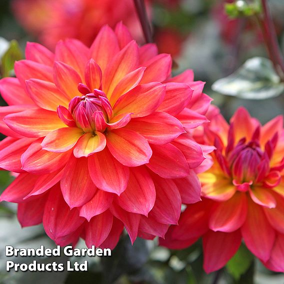 Dahlia 'Fire Pot'