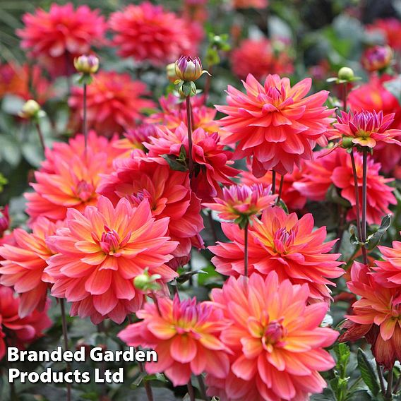 Dahlia 'Fire Pot'