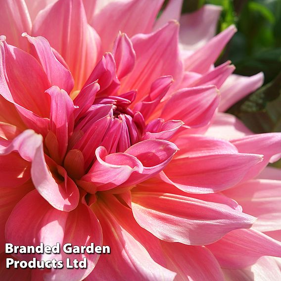 Dahlia 'Otto's Thrill'