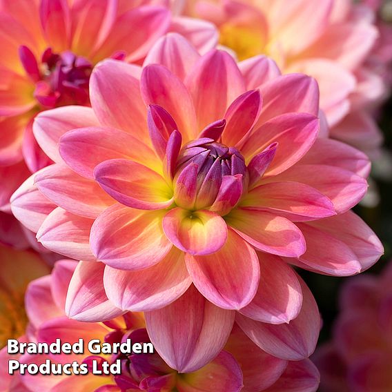 Dahlia 'Pacific View'