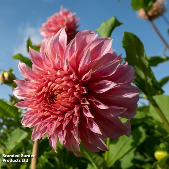 Dahlia Garden Pack