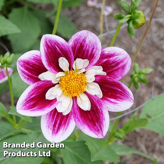 Dahlia 'Rumble Bumble'