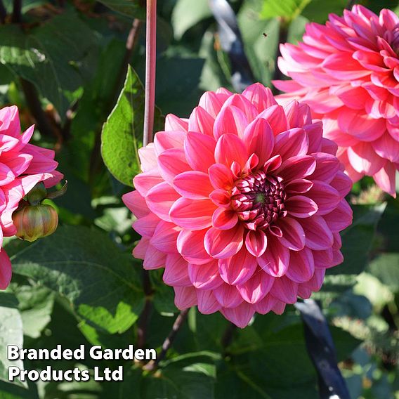 Dahlia 'Salmon Runner'