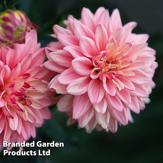 Dahlia 'Salmon Runner'