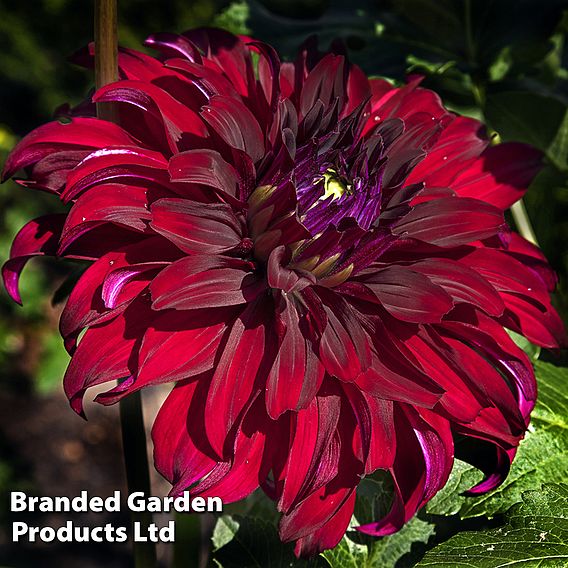 Dahlia Dinner Plate 'Spartacus'