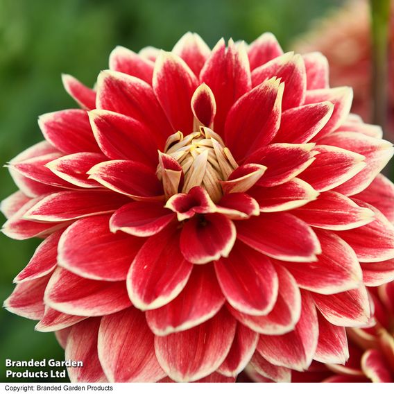 Dahlia Dinner Plate Duo