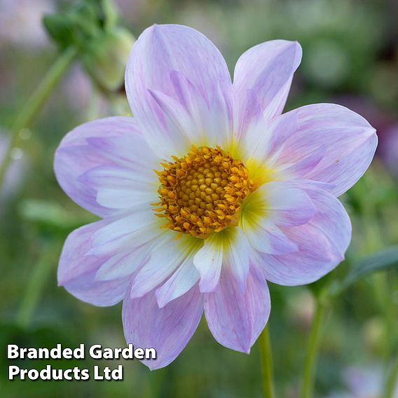 Dahlia 'Teesbrooke Audrey'