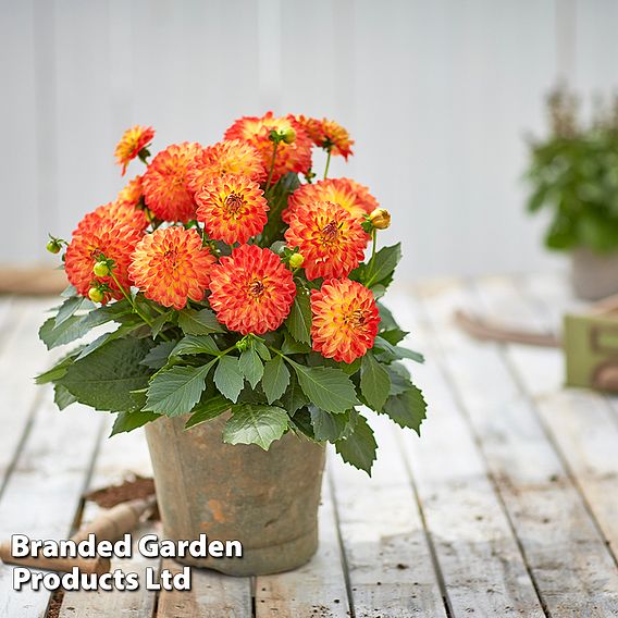 Dahlia 'Lubega Power Yellow-Orange'