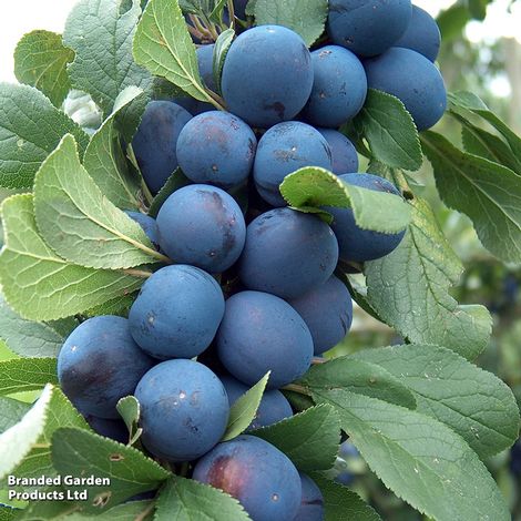 Damson 'Farleigh'