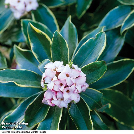 Daphne odora 'Aureomarginata'