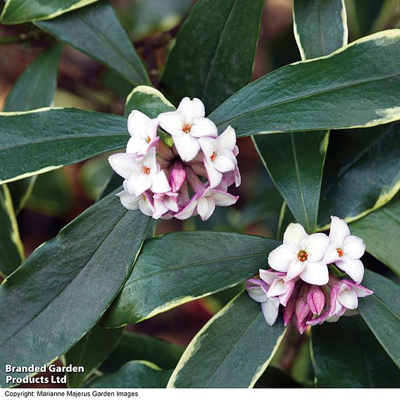 Daphne odora 'Aureomarginata'