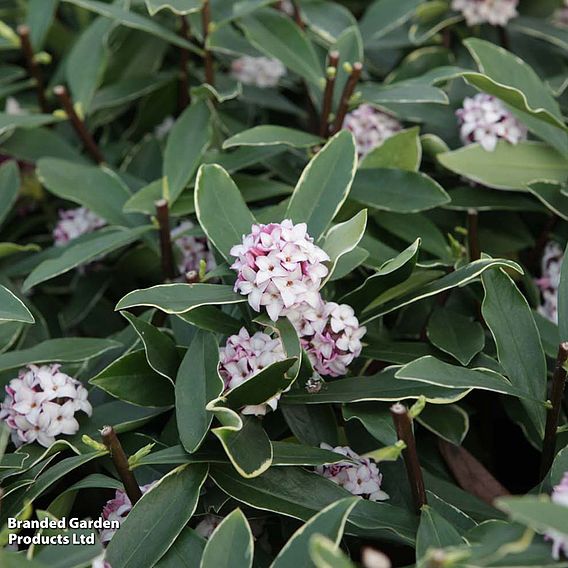 Daphne odora 'Aureomarginata'