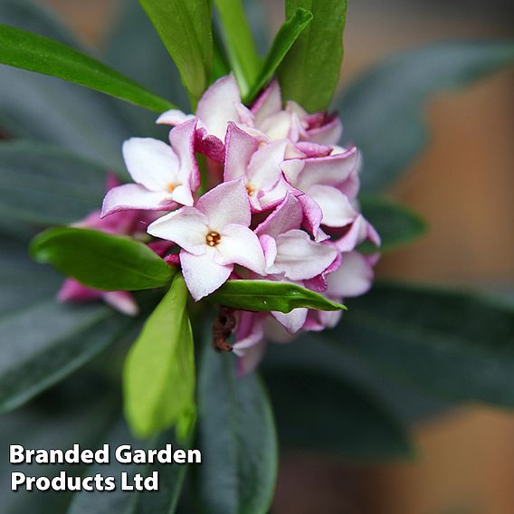 Daphne 'Perfume Princess'