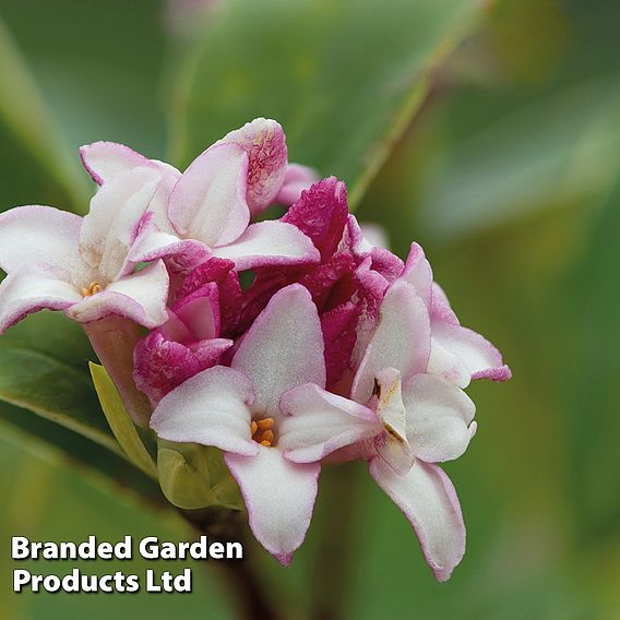 Daphne 'Perfume Princess'