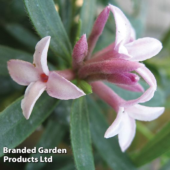 Daphne x transatlantica 'Pink Fragrance'