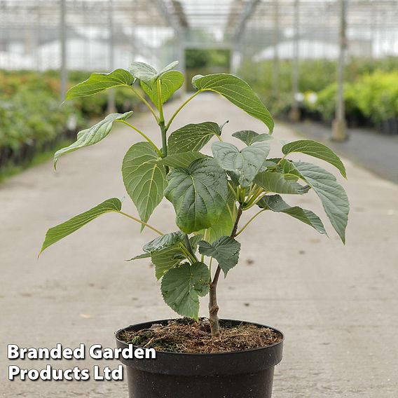 Davidia involucrata 'Sonoma'