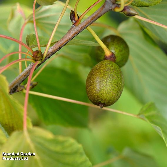 Davidia involucrata var. vilmoriniana