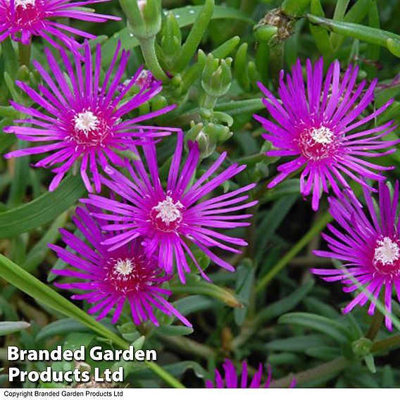 Delosperma cooperi