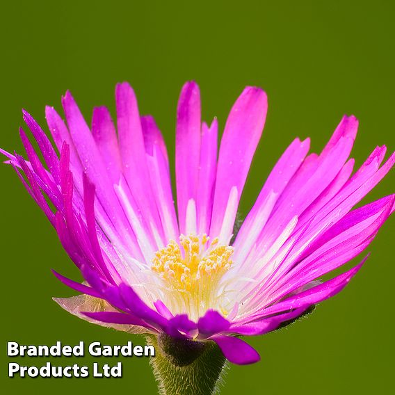 Delosperma sutherlandii