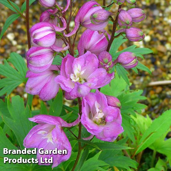 Delphinium Astolat