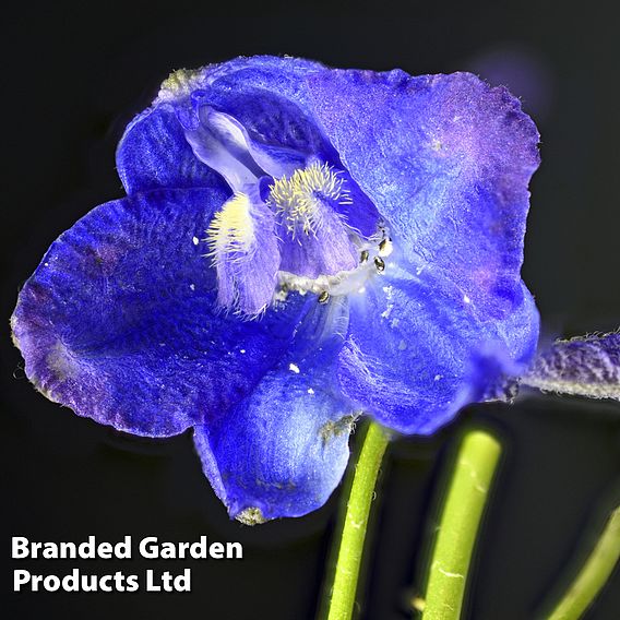 Delphinium belladonna 'Bellamosum'