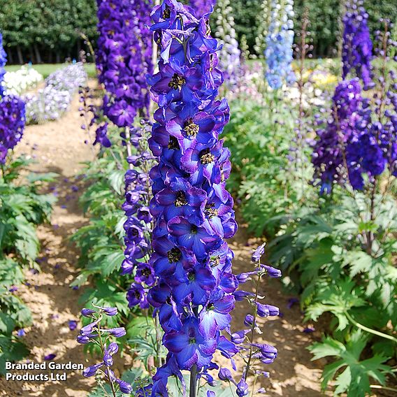 Delphinium 'Black Knight'