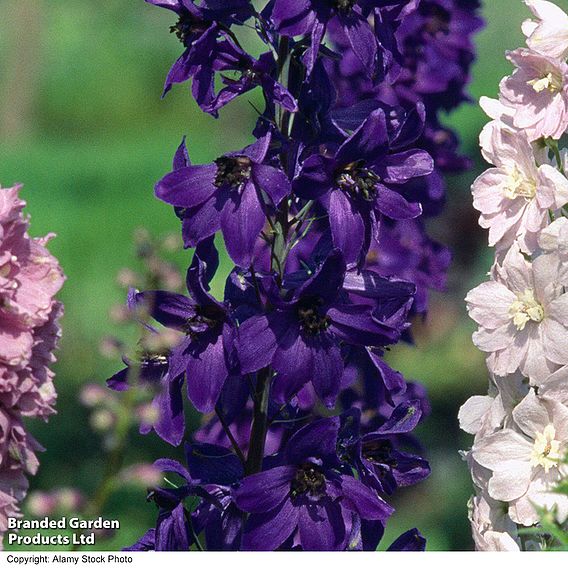 Delphinium Magic Fountains 'Dark Blue Dark Bee'