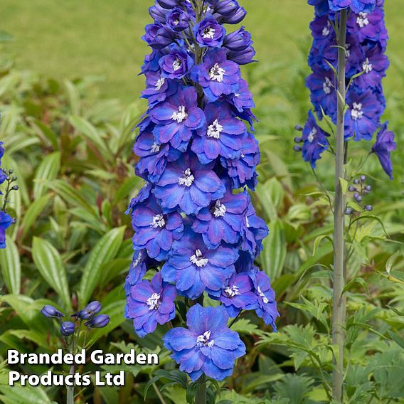 Delphinium 'Guardian Blue'