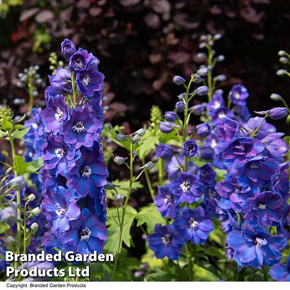 Delphinium 'Guardian Blue'