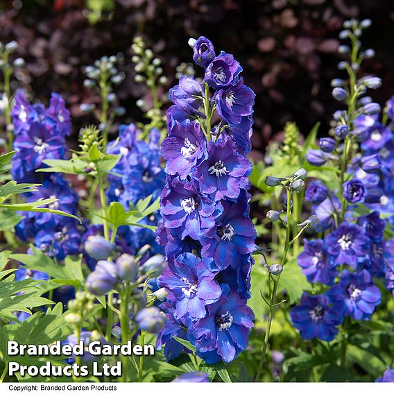 Delphinium 'Guardian Blue'