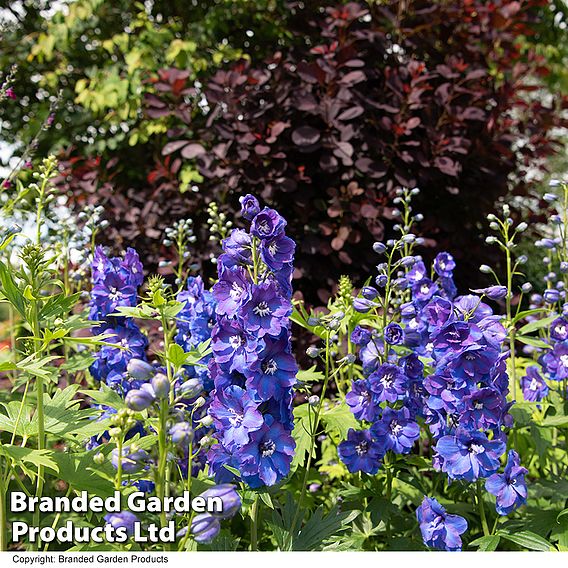 Delphinium 'Guardian Blue'