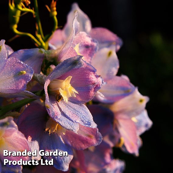 Delphinium 'Guinevere'