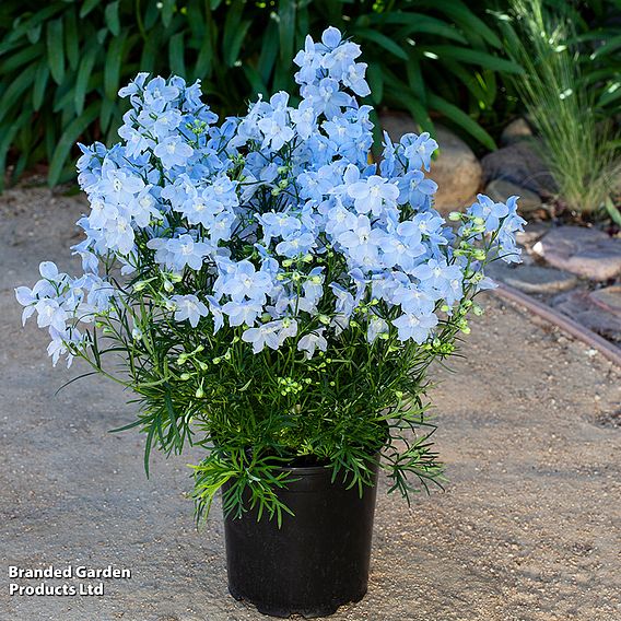 Delphinium grandiflorum 'Hunky Dory Mix' F1 - Seeds