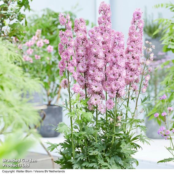 Delphinium elatum 'Highlander Flamenco'