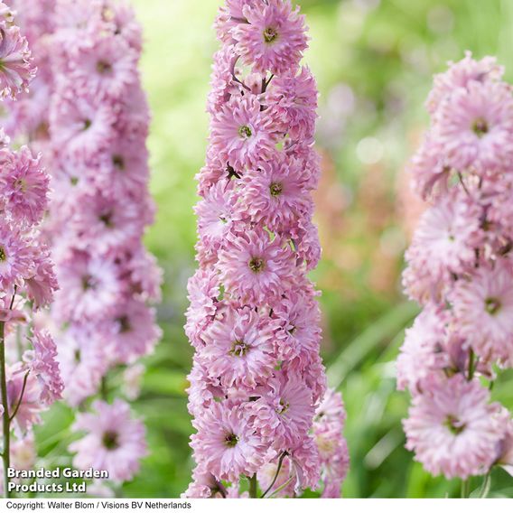 Delphinium elatum 'Highlander Flamenco'