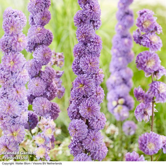 Delphinium elatum 'Highlander Purple Surprise'