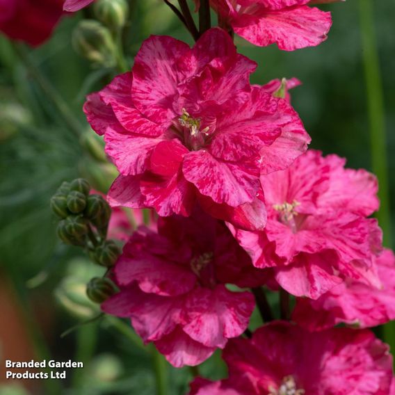 Delphinium consolida 'King Size Scarlet'