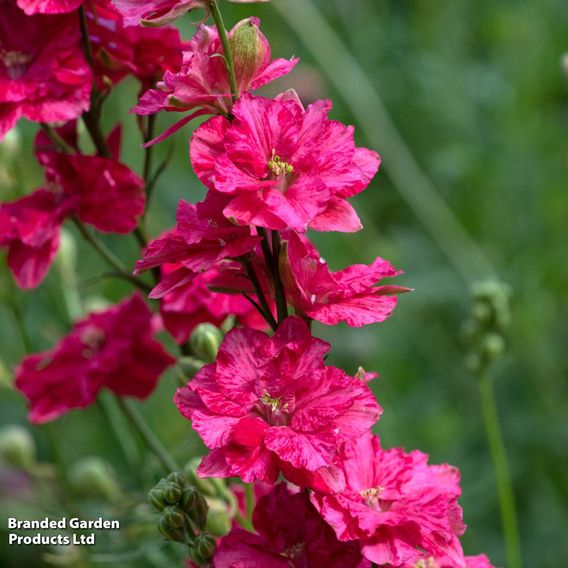 Delphinium consolida 'King Size Scarlet'