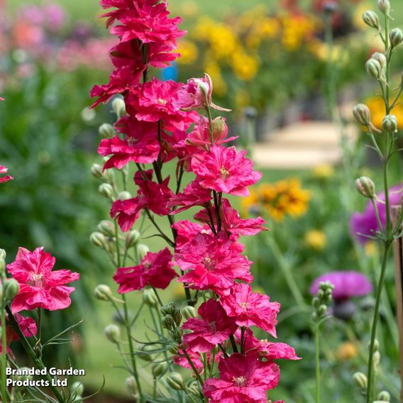 Delphinium consolida 'King Size Scarlet'