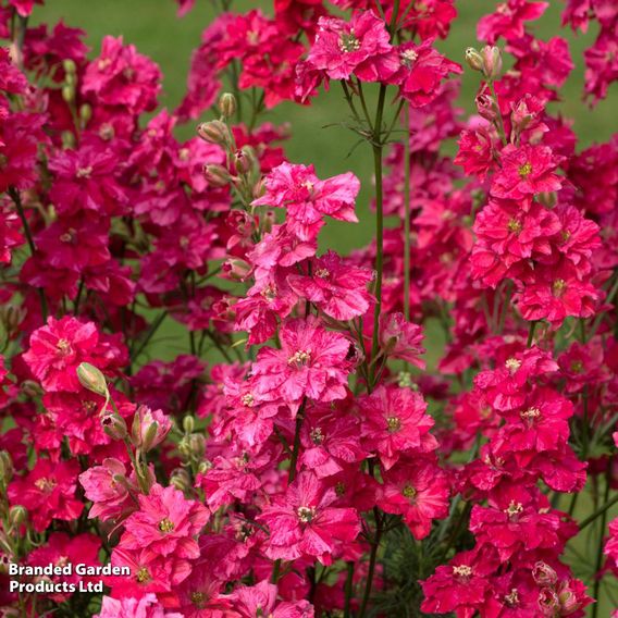 Delphinium consolida 'King Size Scarlet'