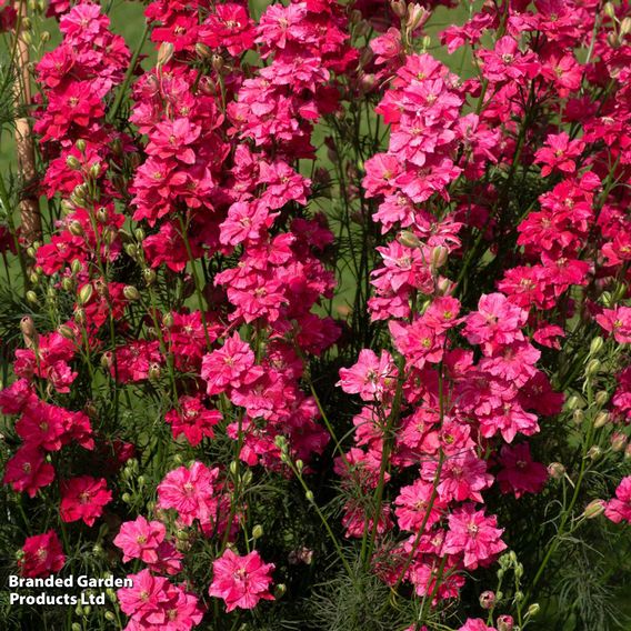 Delphinium consolida 'King Size Scarlet'