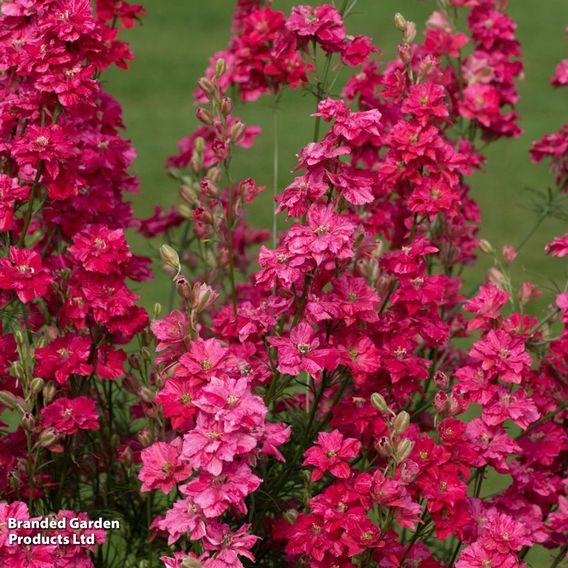 Delphinium consolida 'King Size Scarlet'