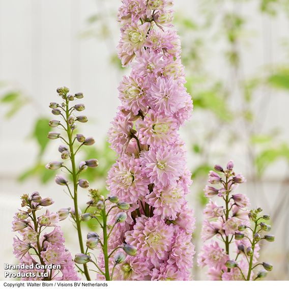 Delphinium elatum 'Highlander Mystery Sensation'