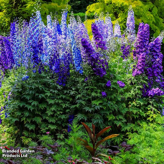 Delphinium 'Pacific Giants Mixed'