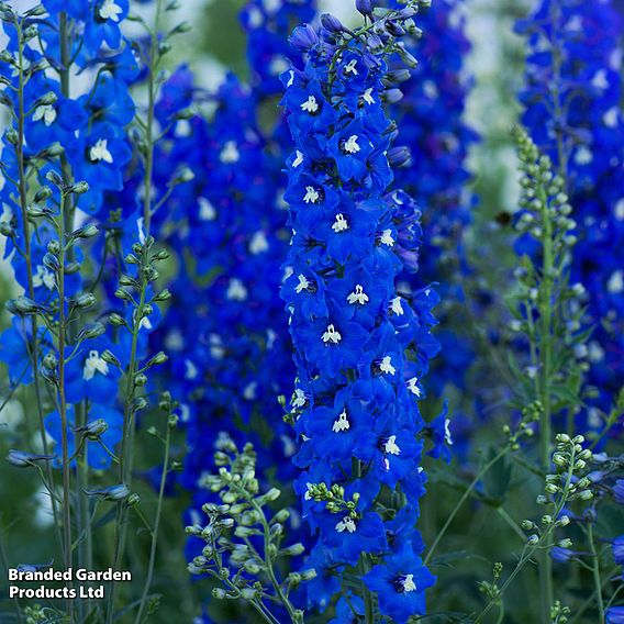 Delphinium 'Pacific Giants Mixed'