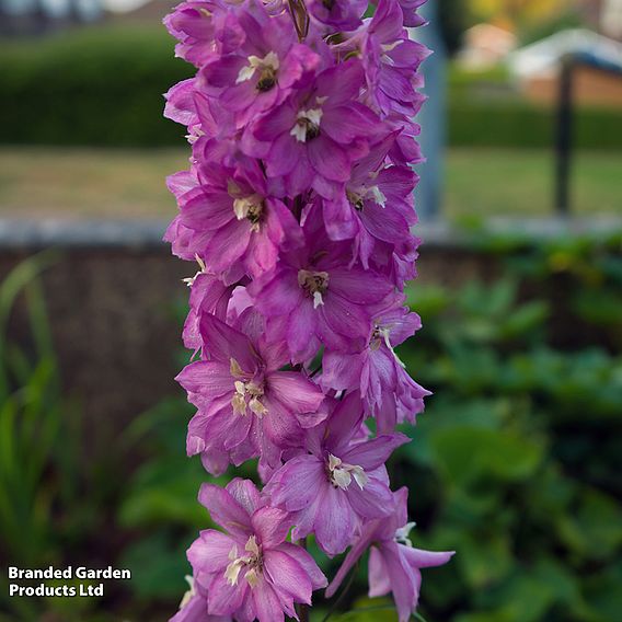 Delphinium 'Pacific Giants Mixed'