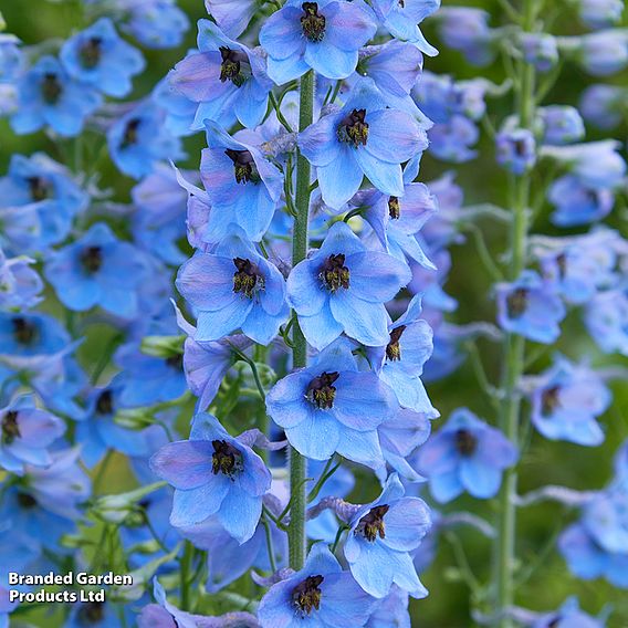 Delphinium 'Pacific Giants Mixed'