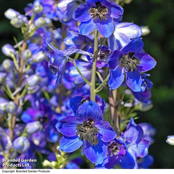 Delphinium 'Pacific Giants Mixed'