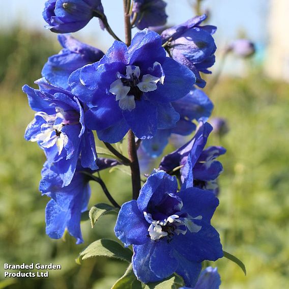 Delphinium 'Blue Bird' (Pacific Hybrid)