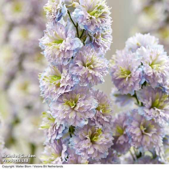 Delphinium elatum 'Highlander Rainbow Sensation'